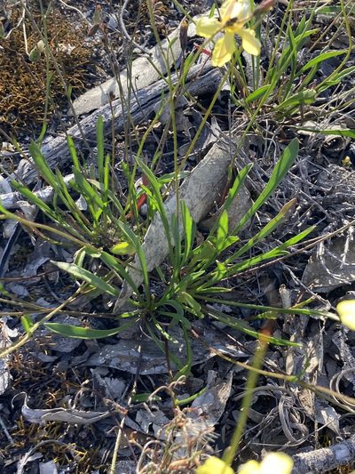Goodenia concinna, photographed by pimelea