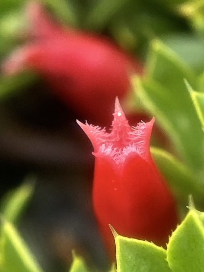 Styphelia compacta, photographed by pimelea