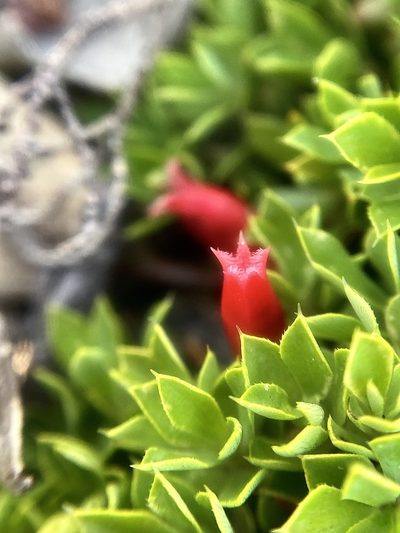 Styphelia compacta, photographed by pimelea