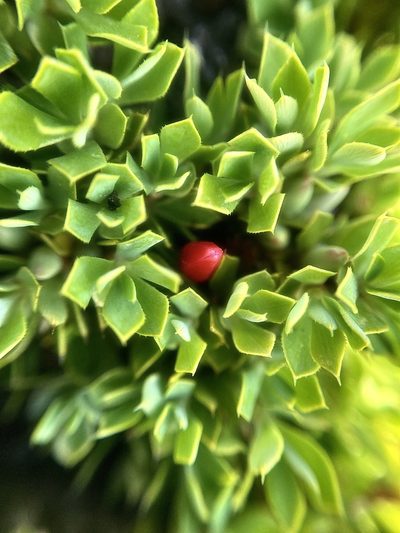 Styphelia compacta, photographed by pimelea