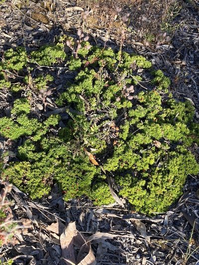 Styphelia compacta, photographed by pimelea