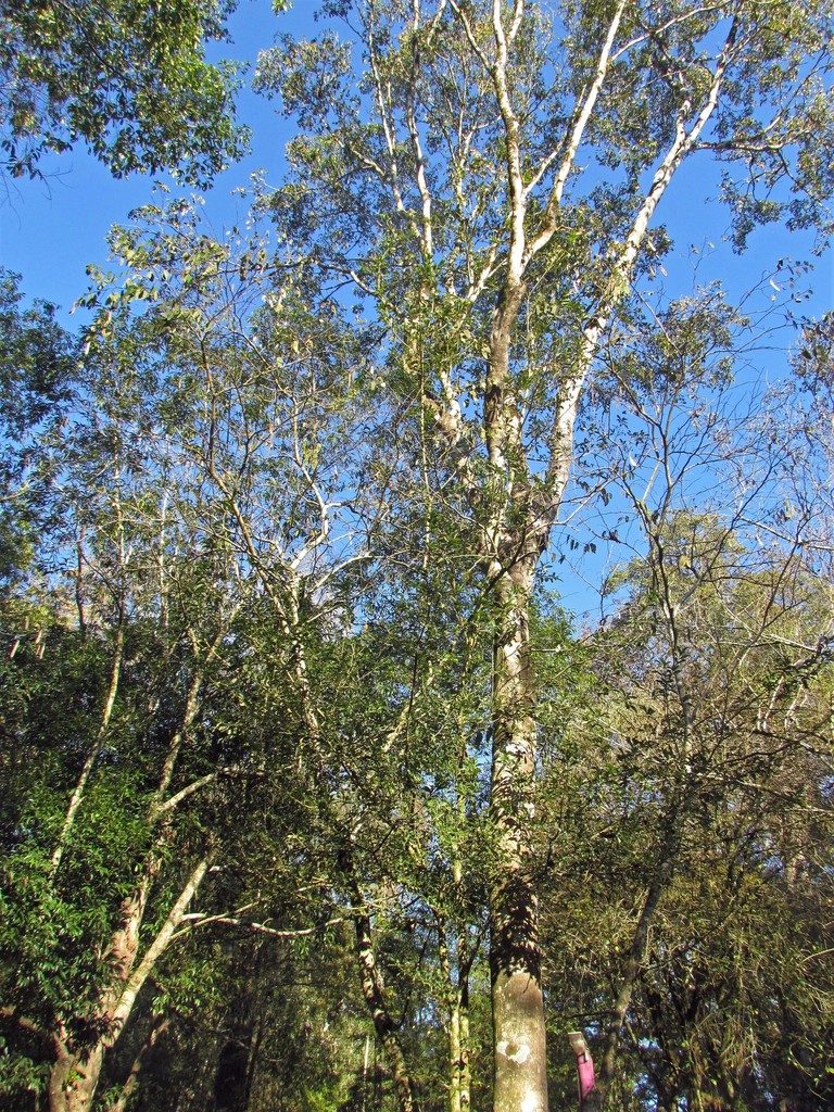 Balfourodendron riedelianum, photographed by Hugo Hulsberg