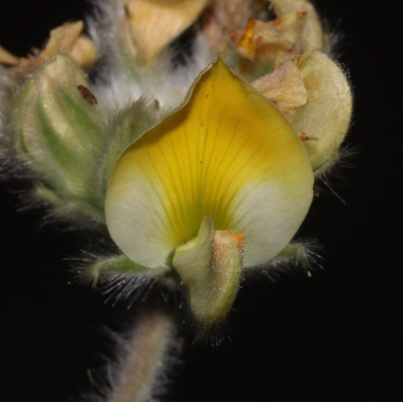 Leobordea polycephala, photographed by Brian du Preez