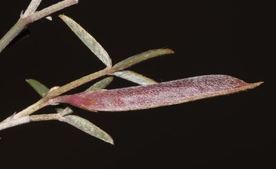 Argyrolobium petiolare, photographed by Brian du Preez