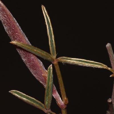 Argyrolobium petiolare, photographed by Brian du Preez