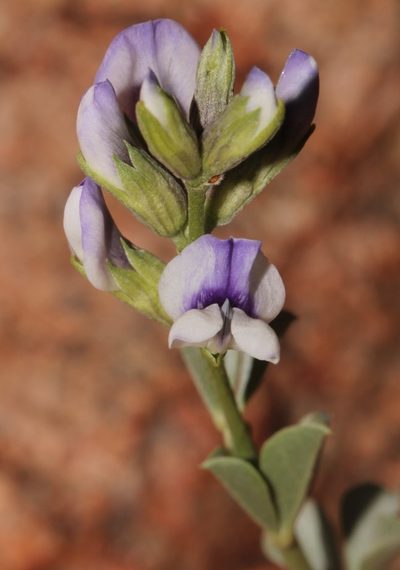 Psoralea argentea, photographed by Brian du Preez