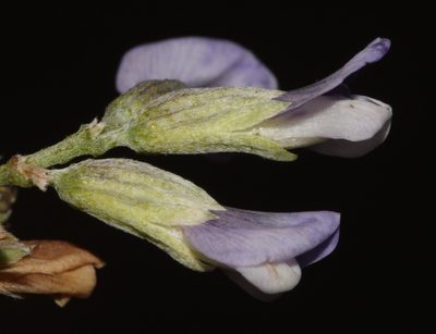 Psoralea argentea, photographed by Brian du Preez