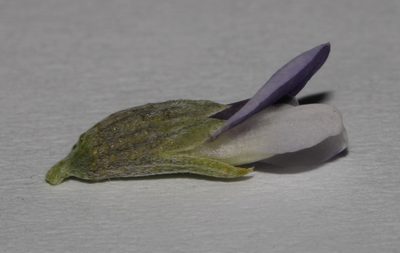 Psoralea argentea, photographed by Brian du Preez
