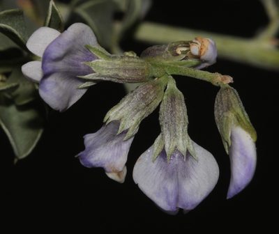 Psoralea argentea, photographed by Brian du Preez