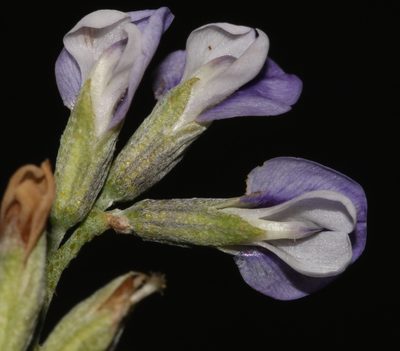 Psoralea argentea, photographed by Brian du Preez