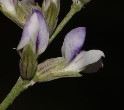 Psoralea argentea, photographed by Brian du Preez