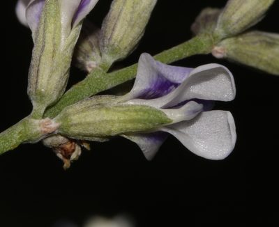 Psoralea argentea, photographed by Brian du Preez