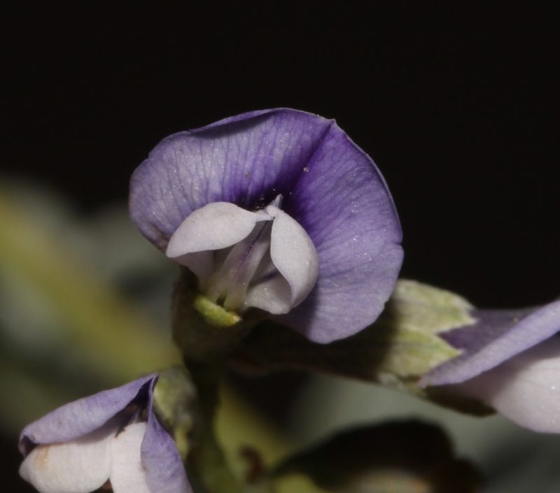 Psoralea argentea, photographed by Brian du Preez