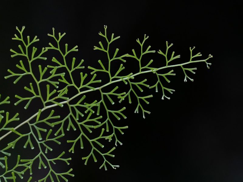 Odontosoria schlechtendalii, photographed by Daniel McNair