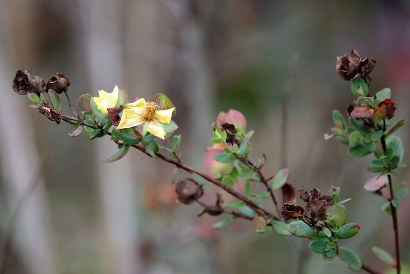 Hypericum crux-andreae, photographed by Lauren McLaurin