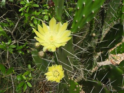 Opuntia arechavaletae, photographed by alfo
