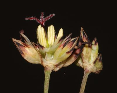 Juncus cephalotes, photographed by Brian du Preez