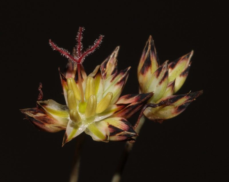 Juncus cephalotes, photographed by Brian du Preez