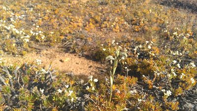 Pterostylis spathulata, photographed by Hugo Innes