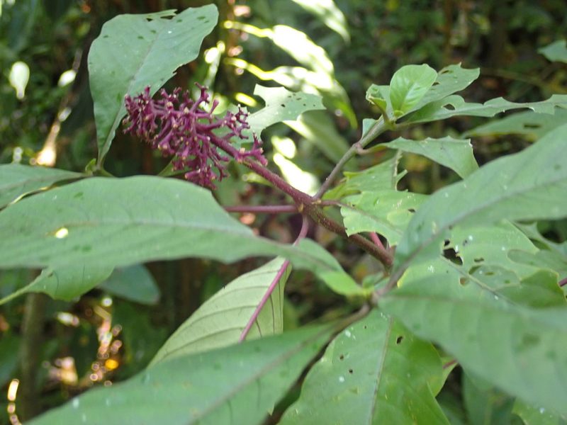 Palicourea hebeclada, photographed by keesgroenendijk