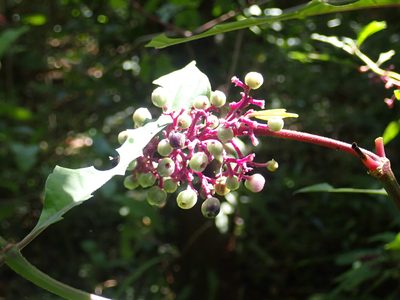 Palicourea hebeclada, photographed by keesgroenendijk