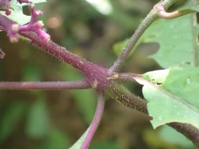 Palicourea hebeclada, photographed by keesgroenendijk