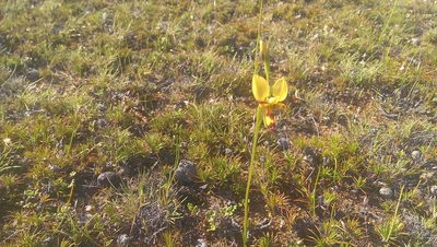 Diuris picta, photographed by Hugo Innes
