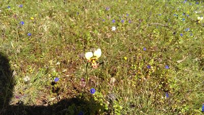 Diuris picta, photographed by Hugo Innes