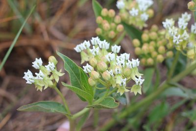 Asclepias mellodora, photographed by Romi Galeota Lencina