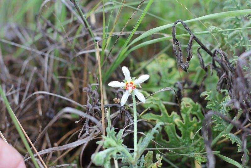 Blumenbachia insignis, photographed by Romi Galeota Lencina