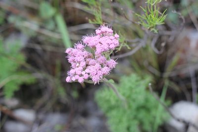 Gyptis tanacetifolia, photographed by Romi Galeota Lencina