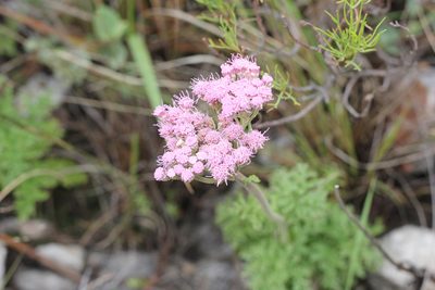 Gyptis tanacetifolia, photographed by Romi Galeota Lencina