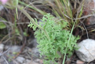 Gyptis tanacetifolia, photographed by Romi Galeota Lencina