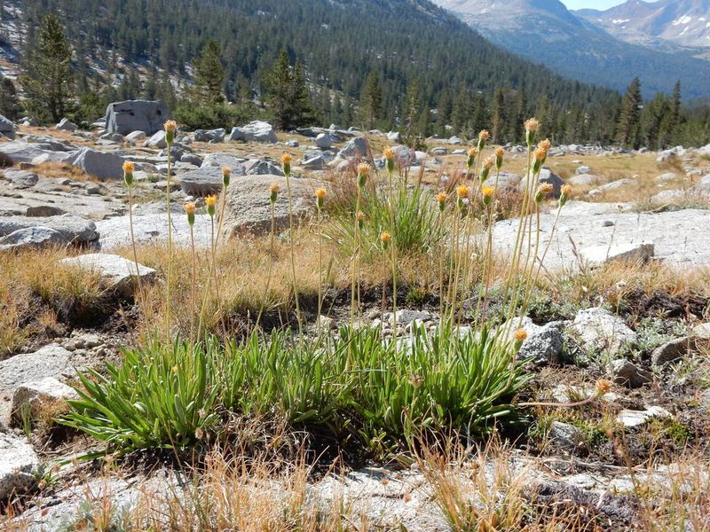 Raillardella scaposa, photographed by Matt Lavin