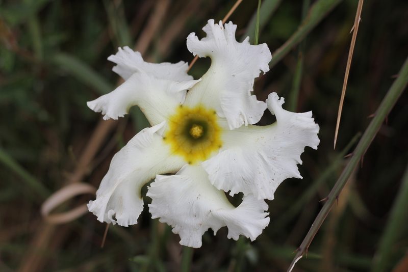 Mandevilla petraea, photographed by Romi Galeota Lencina