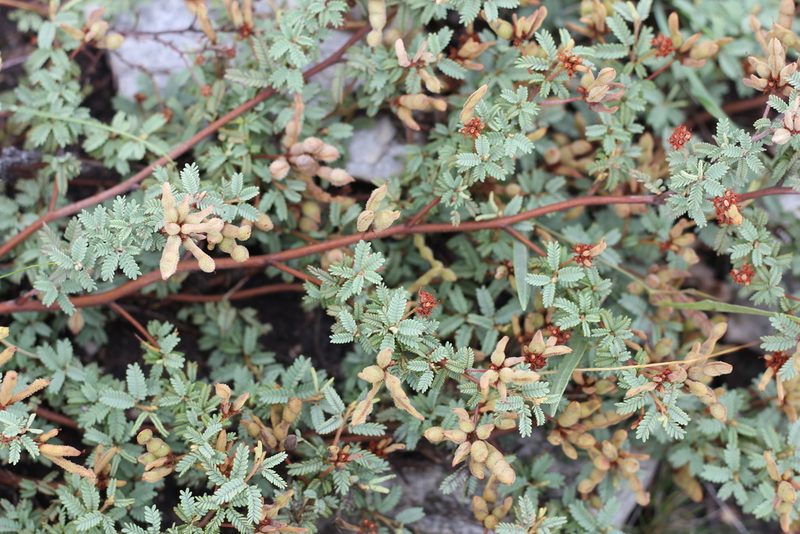 Mimosa rocae, photographed by Romi Galeota Lencina
