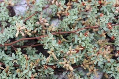Mimosa rocae, photographed by Romi Galeota Lencina