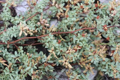 Mimosa rocae, photographed by Romi Galeota Lencina