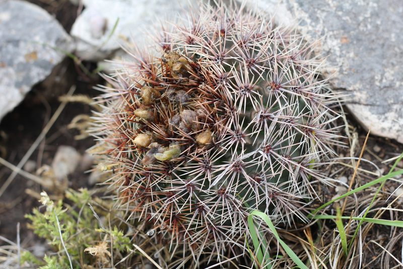 Gymnocalycium reductum, photographed by Romi Galeota Lencina