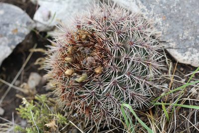 Gymnocalycium reductum, photographed by Romi Galeota Lencina