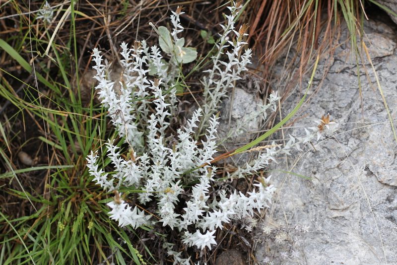 Lucilia acutifolia, photographed by Romi Galeota Lencina
