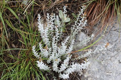 Lucilia acutifolia, photographed by Romi Galeota Lencina