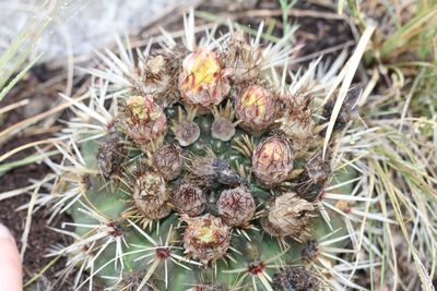 Parodia mammulosa, photographed by Romi Galeota Lencina