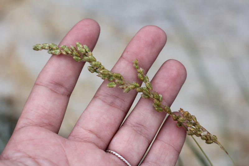 Chascolytrum subaristatum, photographed by Romi Galeota Lencina