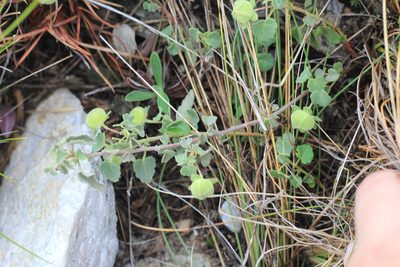 Pavonia cymbalaria, photographed by Romi Galeota Lencina