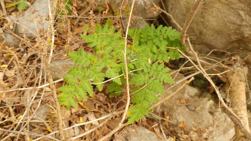 Myriopteris aemula, photographed by Liliana Ramírez-Freire