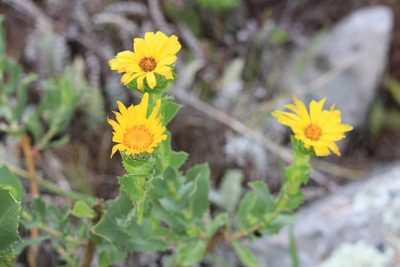 Grindelia buphthalmoides, photographed by Romi Galeota Lencina