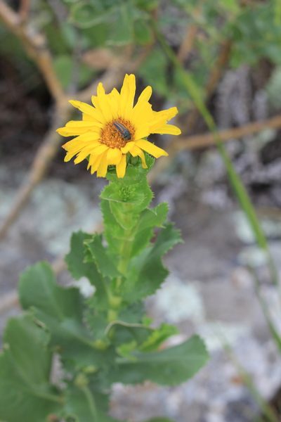 Grindelia buphthalmoides, photographed by Romi Galeota Lencina