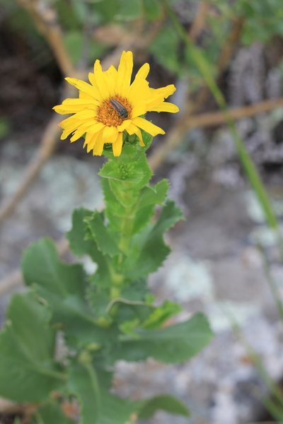 Grindelia buphthalmoides, photographed by Romi Galeota Lencina