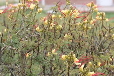 Erythrostemon gilliesii, photographed by Romi Galeota Lencina